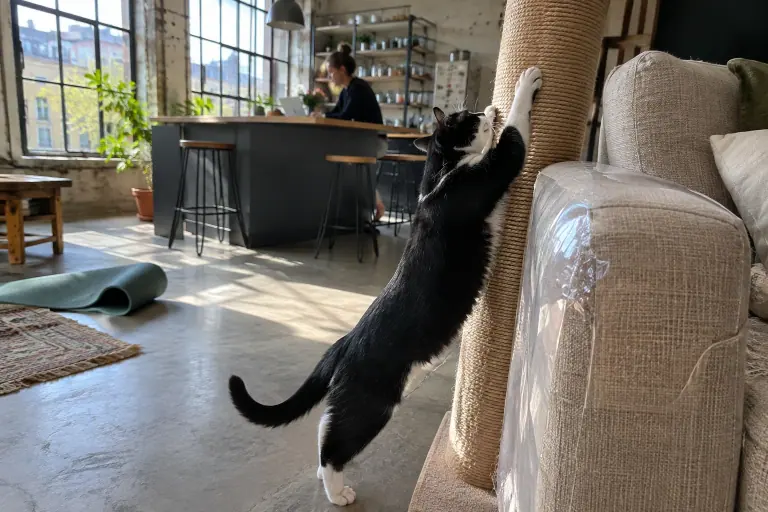 Un chat noir et blanc s’étire sur un griffoir en sisal posé contre l’accoudoir d’un canapé beige protégé par un film transparent